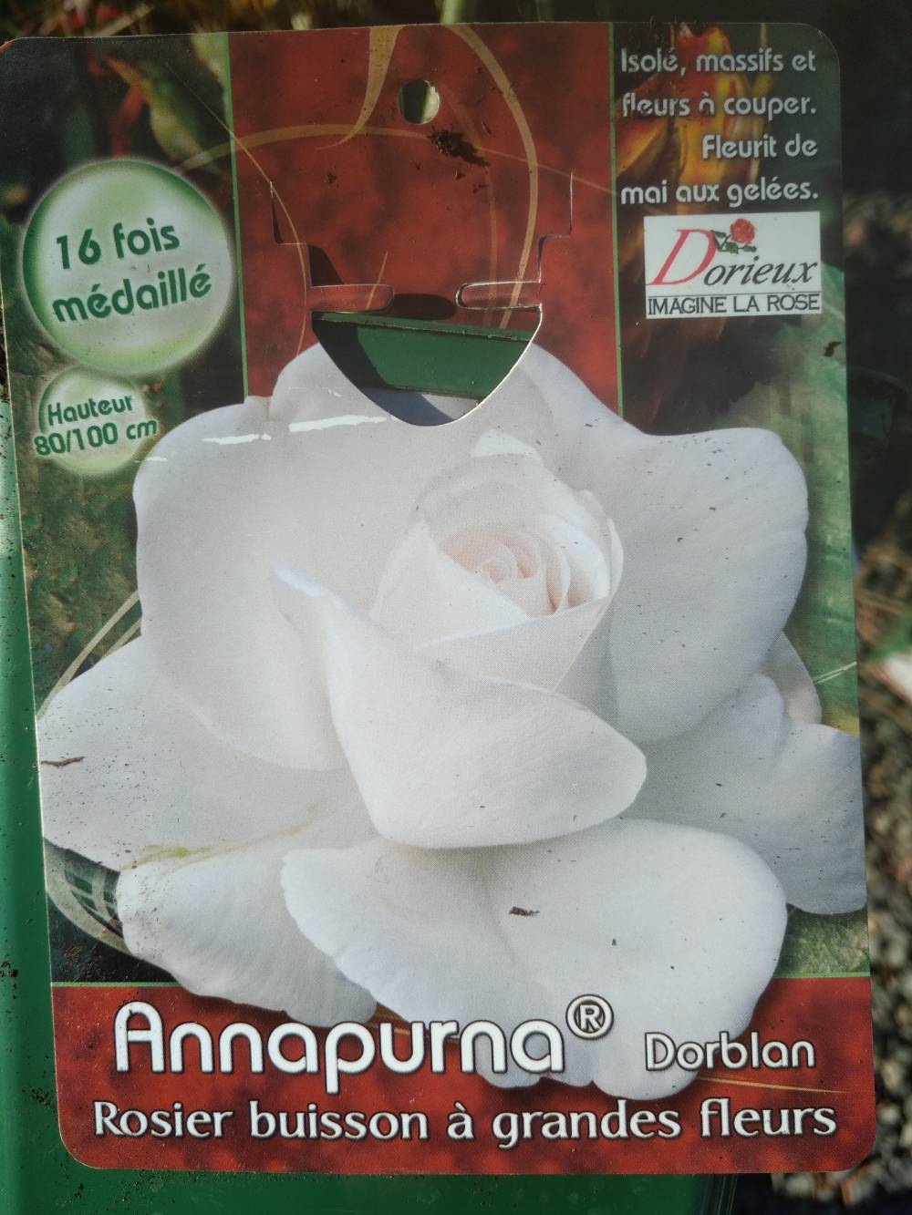 Rosier Annapurna Grosses Fleurs Parfumées