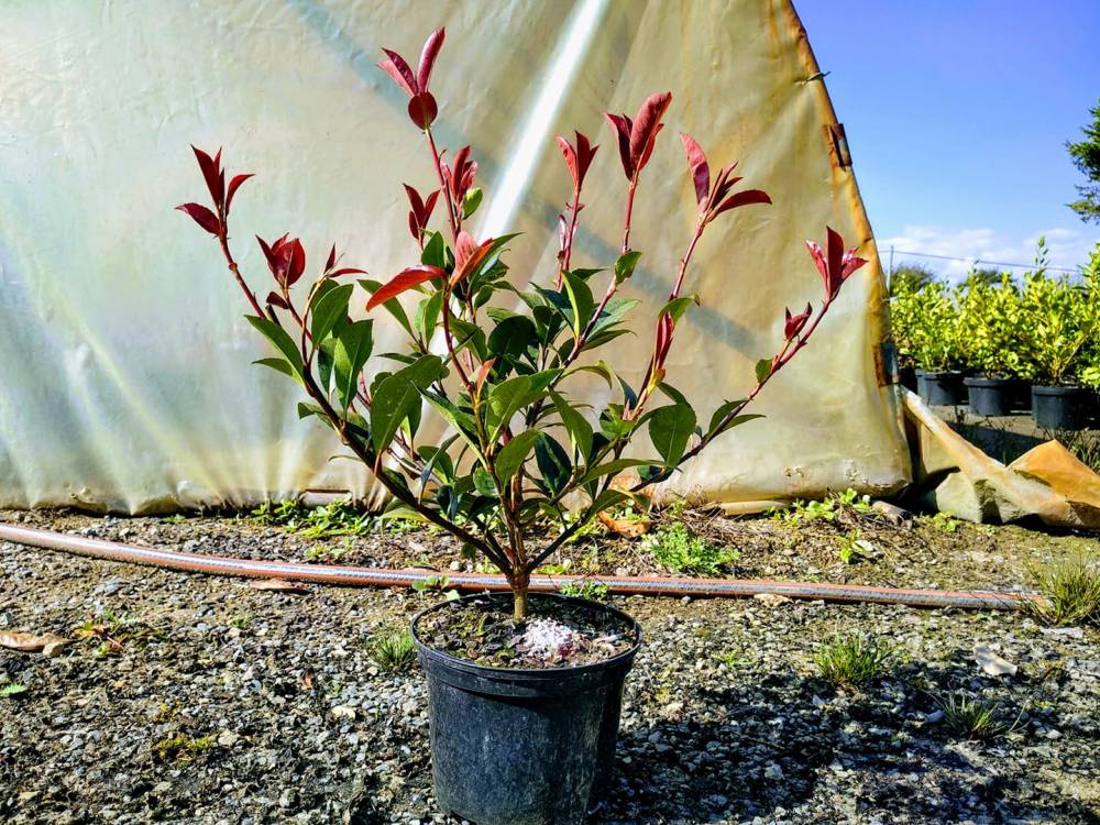 Photinia fraseri 'Carré Rouge' (plante de haies a feuillage persistant)