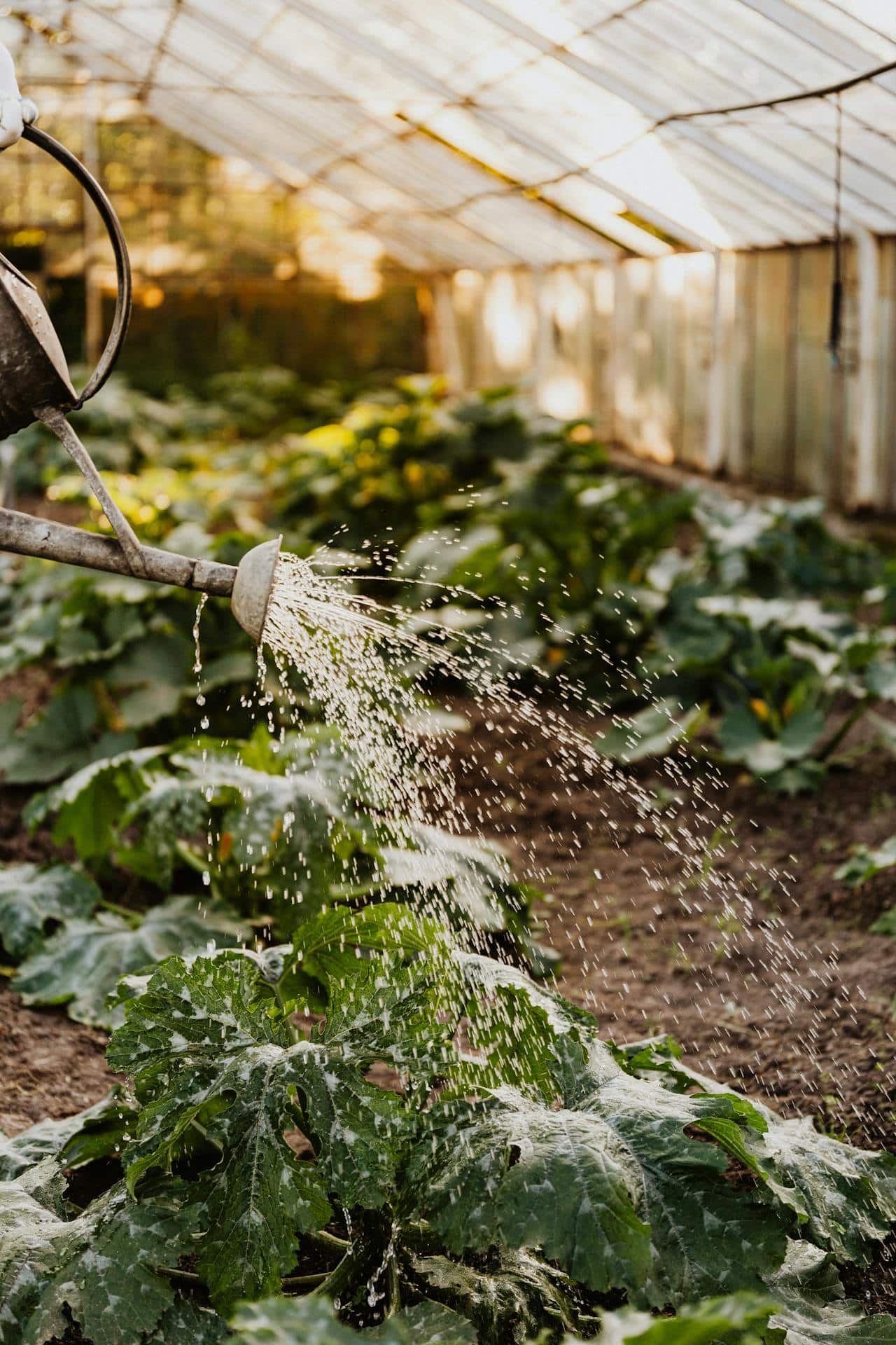 Soins et traitements de plantes à Saint-Michel-Chef-Chef